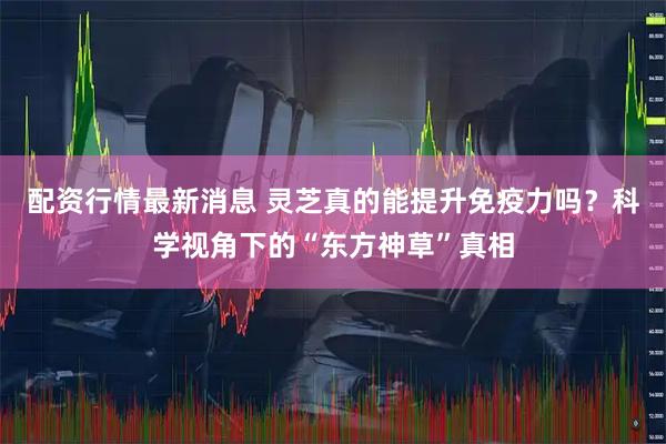 配资行情最新消息 灵芝真的能提升免疫力吗？科学视角下的“东方神草”真相