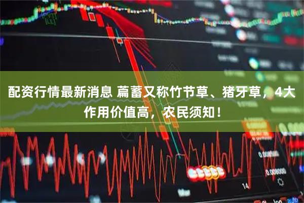 配资行情最新消息 萹蓄又称竹节草、猪牙草，4大作用价值高，农民须知！