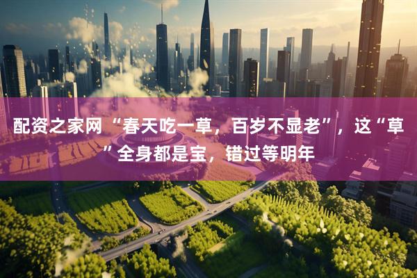 配资之家网 “春天吃一草，百岁不显老”，这“草”全身都是宝，错过等明年